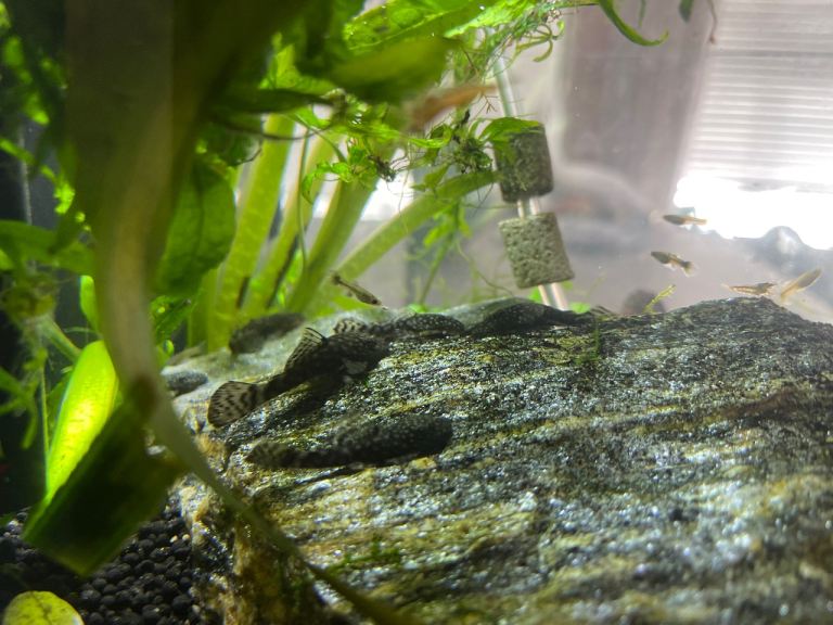 Bristlenose Plecos 