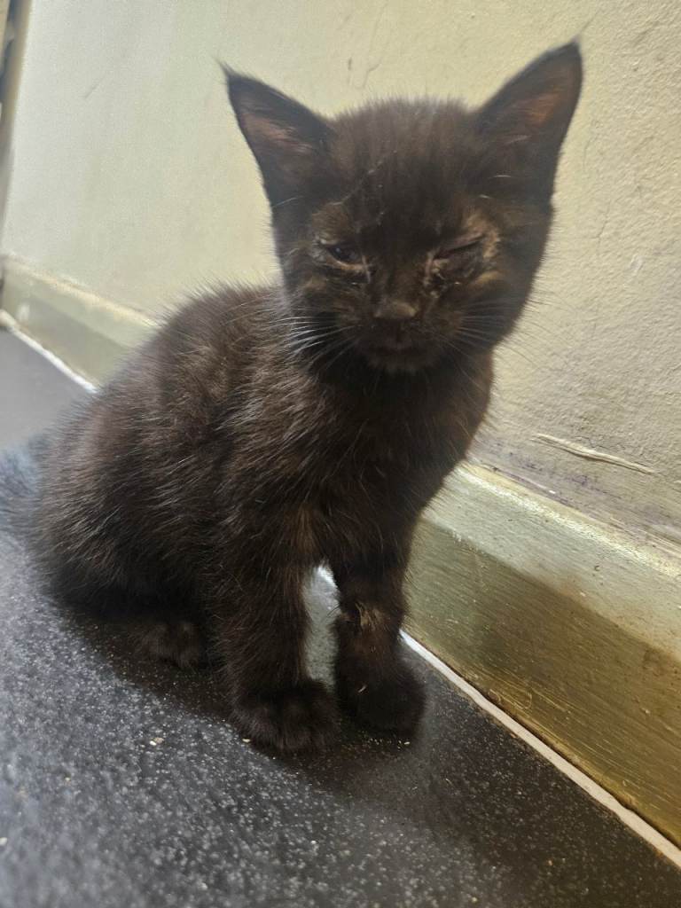 Male kitten