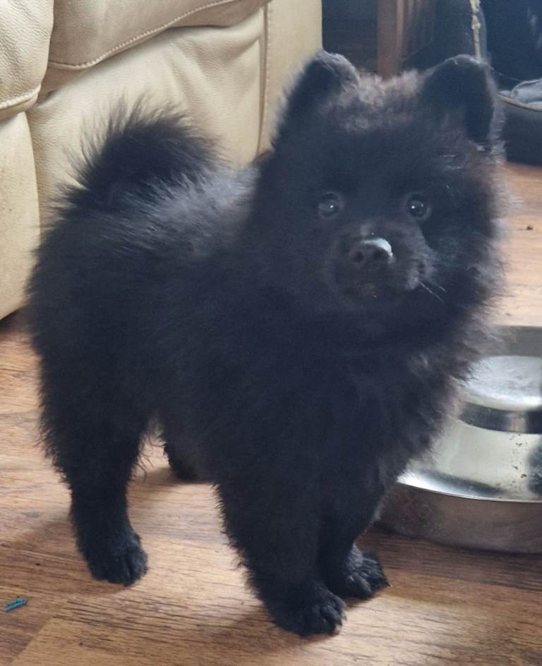 German spitz Mittel