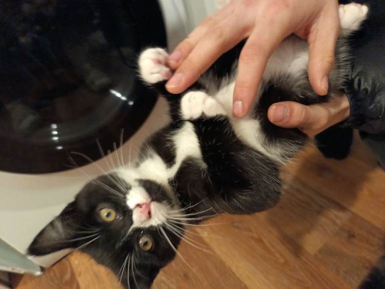 One male kitten for sale