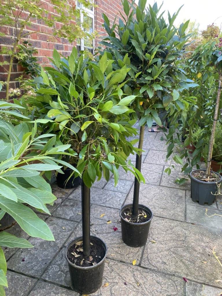 Last 3 left. Bay Tree Standards Various Sizes. Got larger standard ones too.