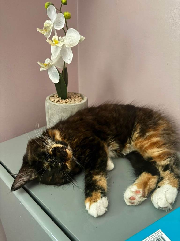  Tortoise shell kitten for sale 