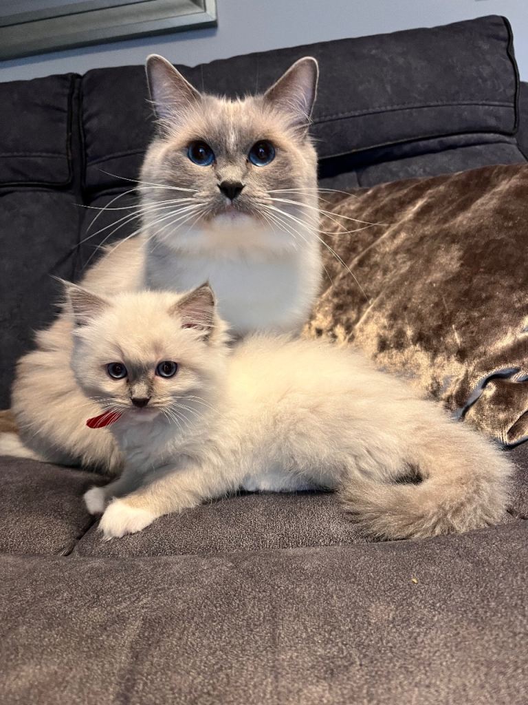 Ragdoll kitten 