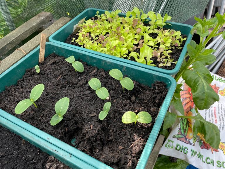 Organic, freshly grown lettuce plants.