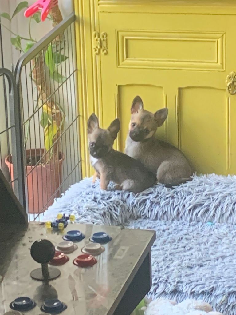 🐶 Beautiful Pomchi Puppies  🐶  