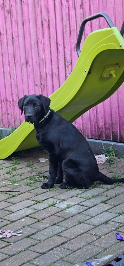 7 month old black lab