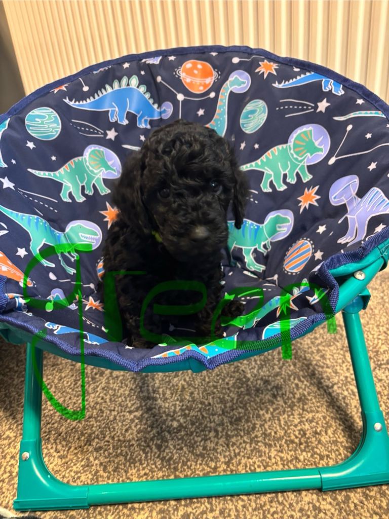1m black Miniature poodle ready now