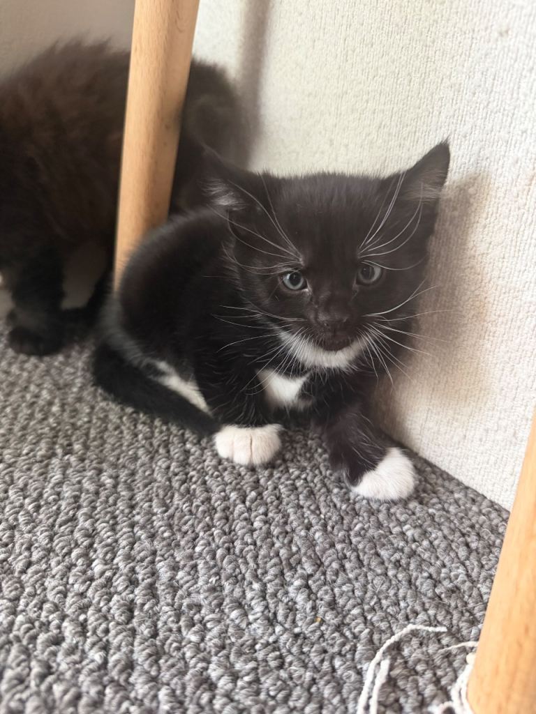KITTEN FOR SALE. Ready to leave today 