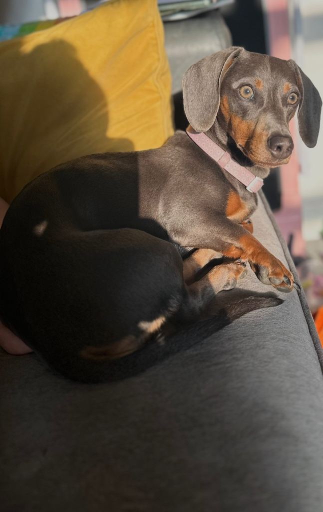 Dachshund puppies 