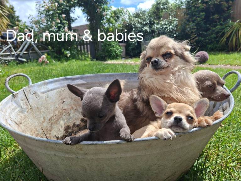 Beautiful Chihuahua puppies READY NOW
