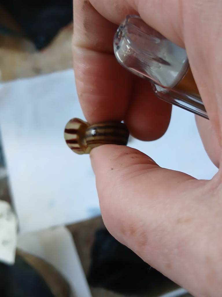   Gaint columbian ramshorn snails 