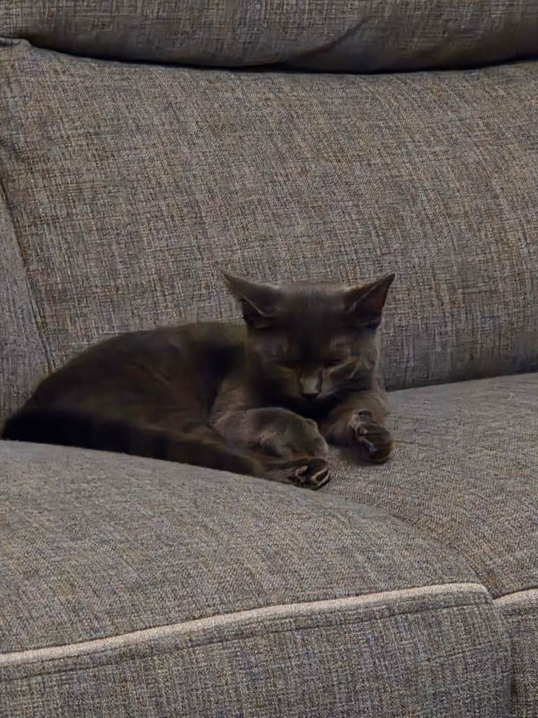Grey kitten. 