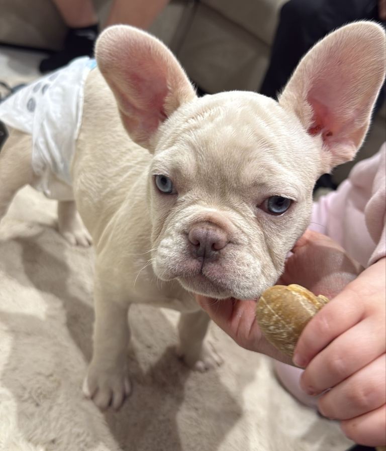 French Bulldog