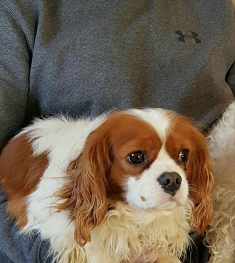 Cavalier King Charles Spaniel 