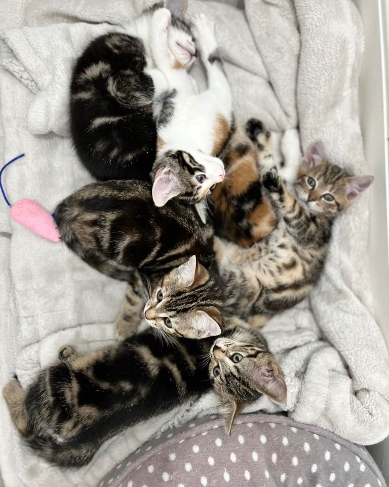 Beautiful bengal mix kittens 