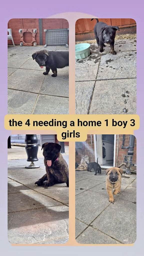 lovely puppies 