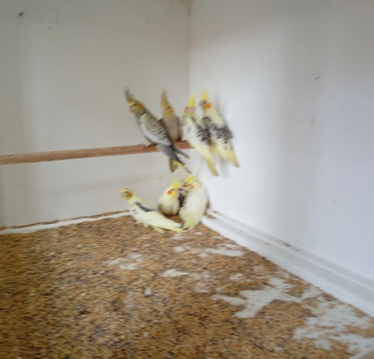 Baby cockatiels