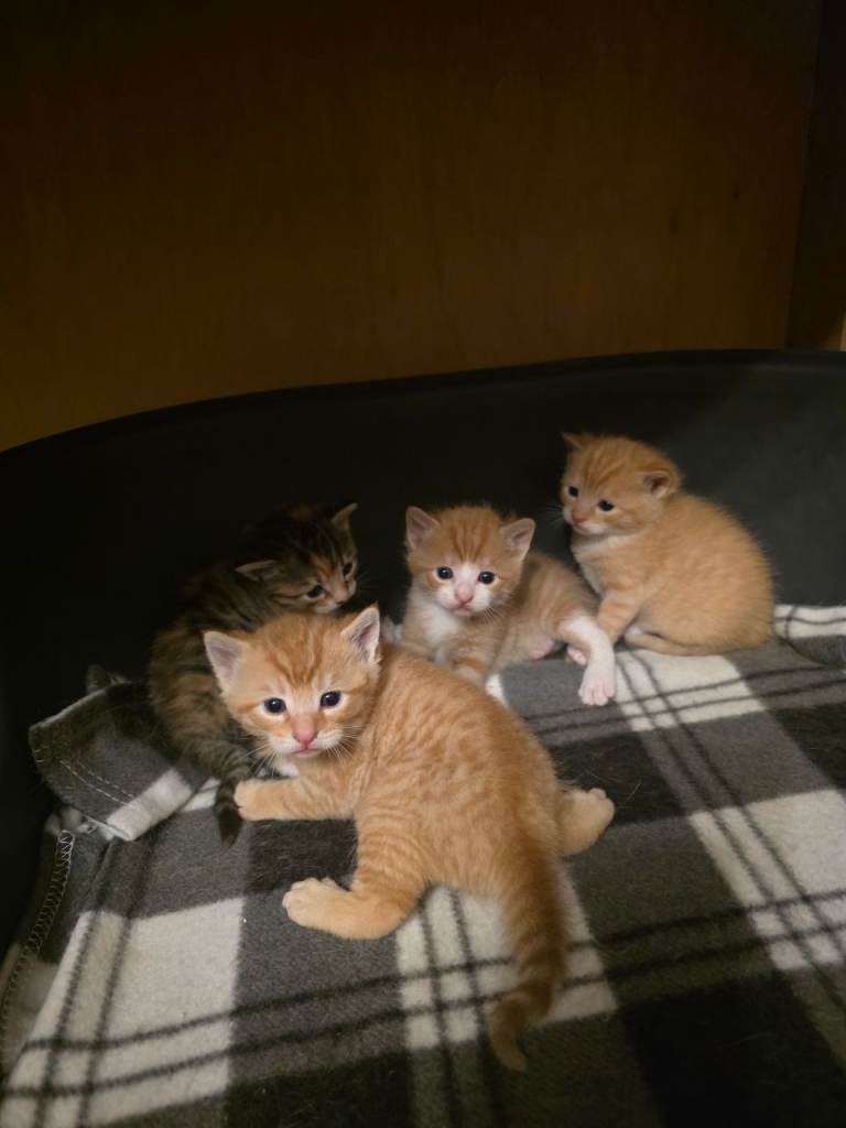 Kittens