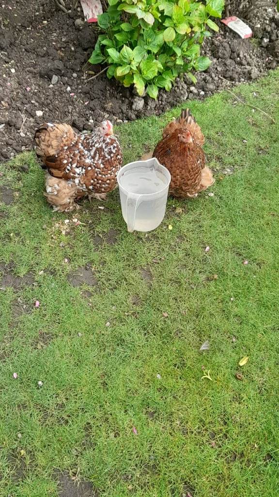Chickens 