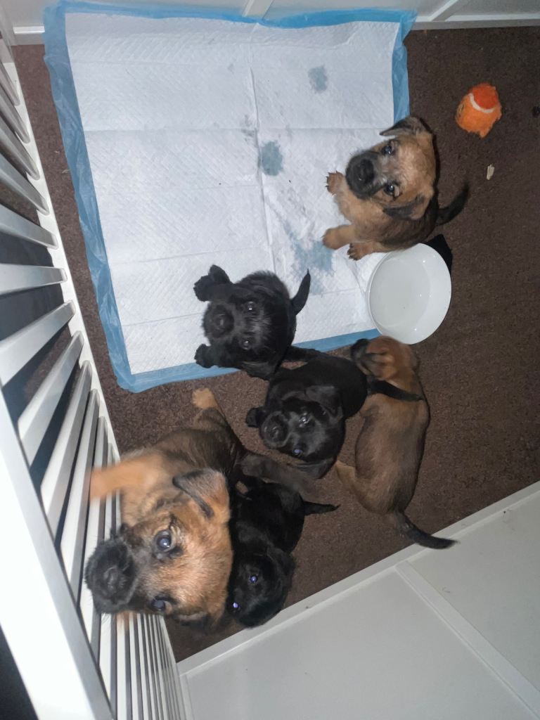 Border terrier patterdales