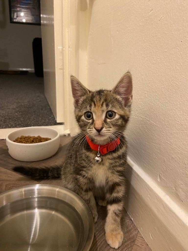 Female kitten looking for a new home