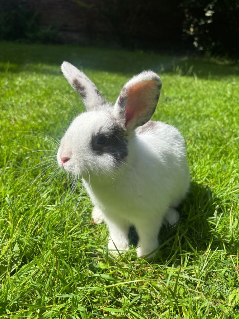 Bunny for sale