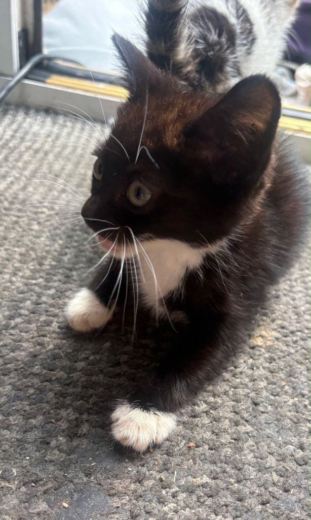 Kittens 9 weeks old