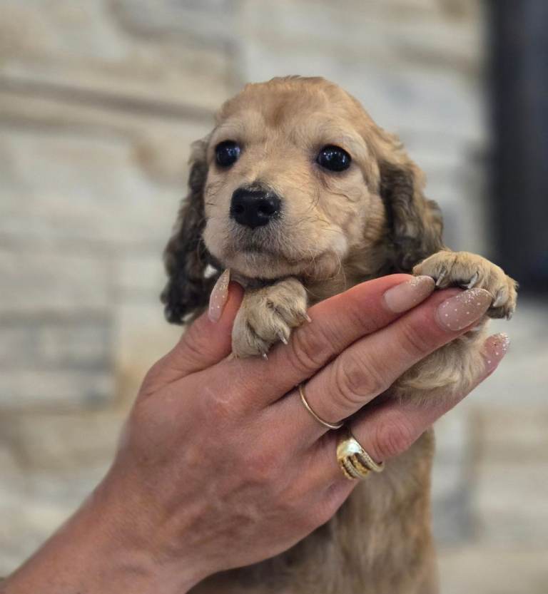 Miniature LH dachshund 