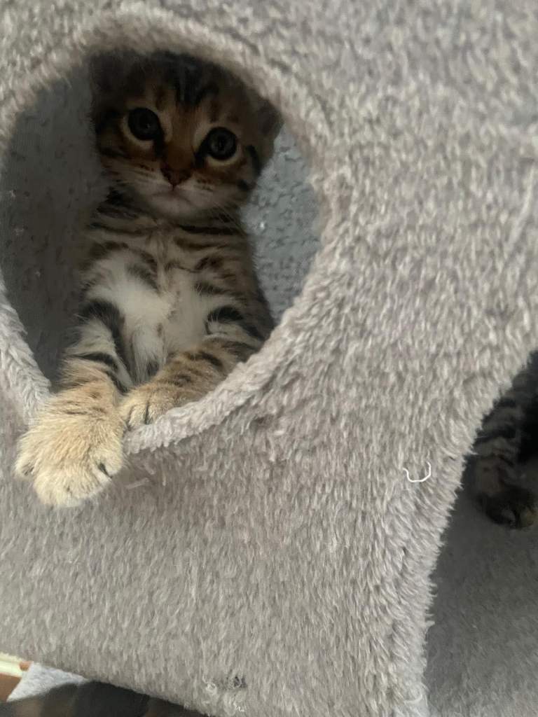 Kittens for sale