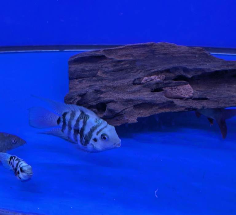 Parrot cichlid fish for sale 