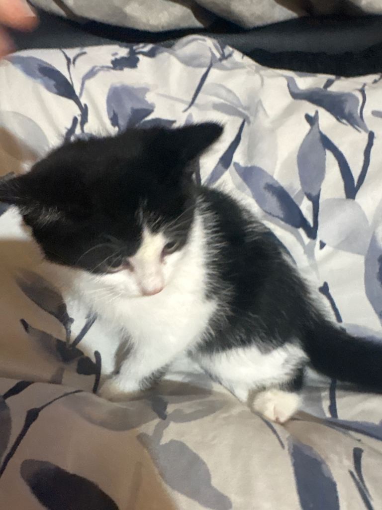 Kittens