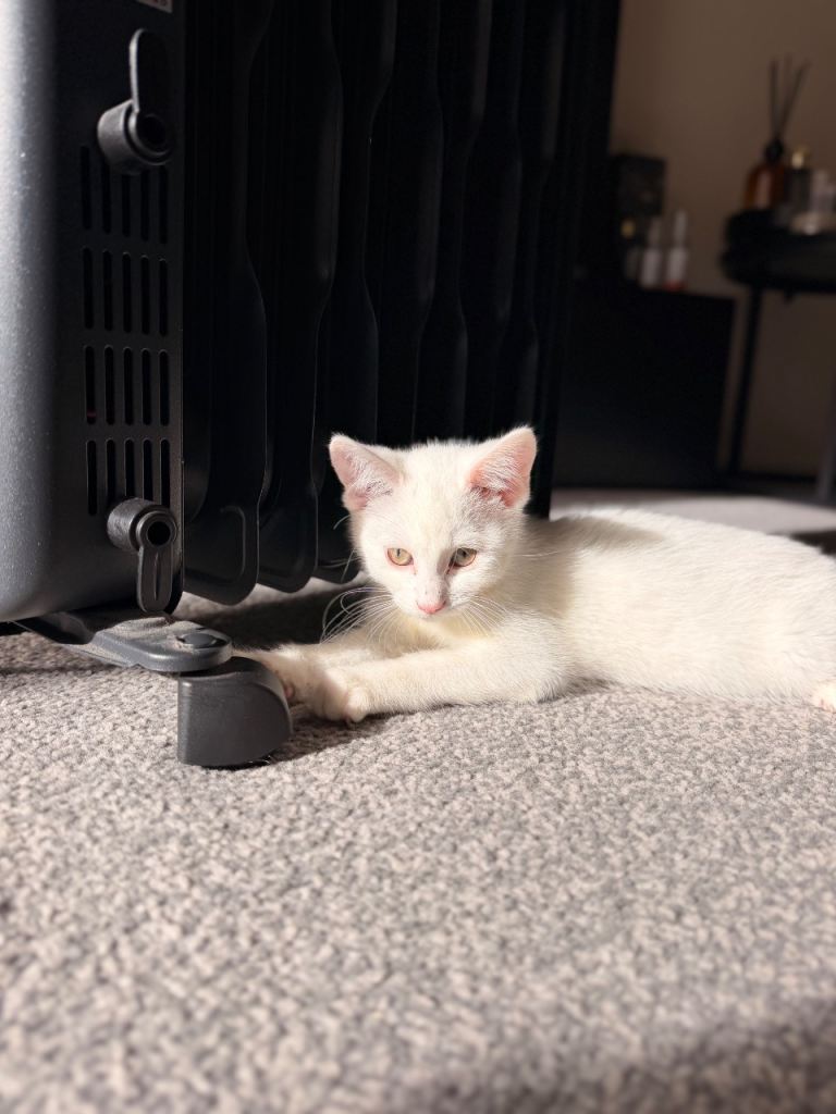 Turkish angora kitten 