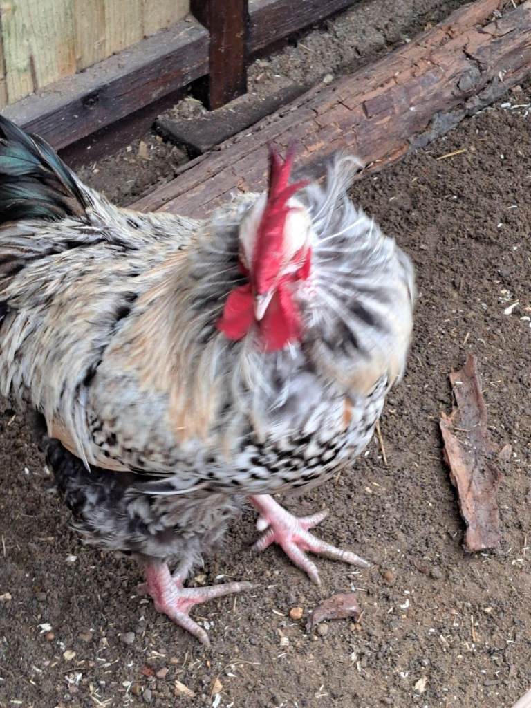 Cockerel for sale