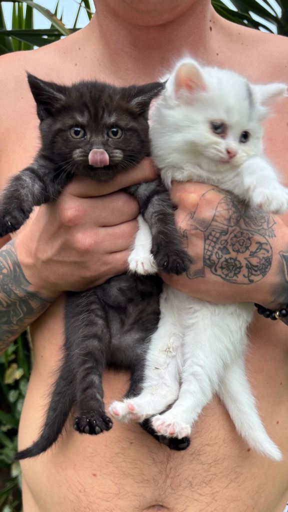 2 fluffy kittens for sale ❤️
