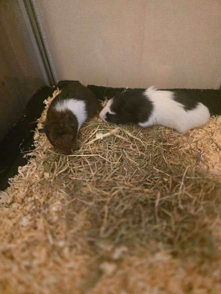 2 bonded males for sale 