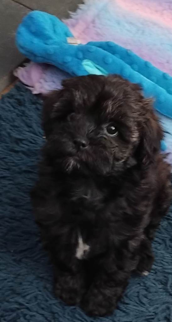 Beautiful shihpoo puppys 