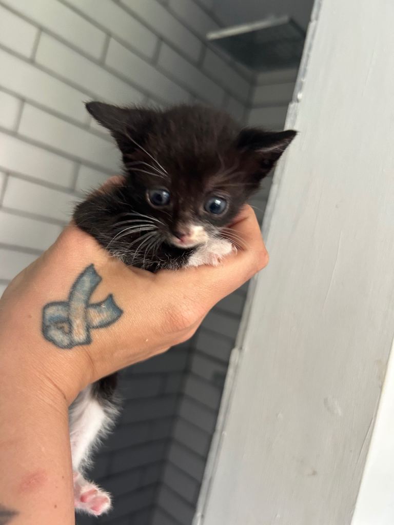 Kittens for sale 30th may