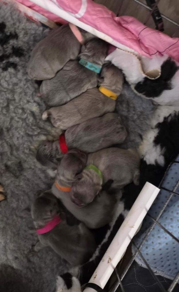 French bulldogs born
