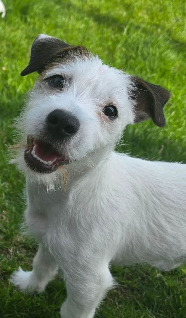 7 month old pup for sale 