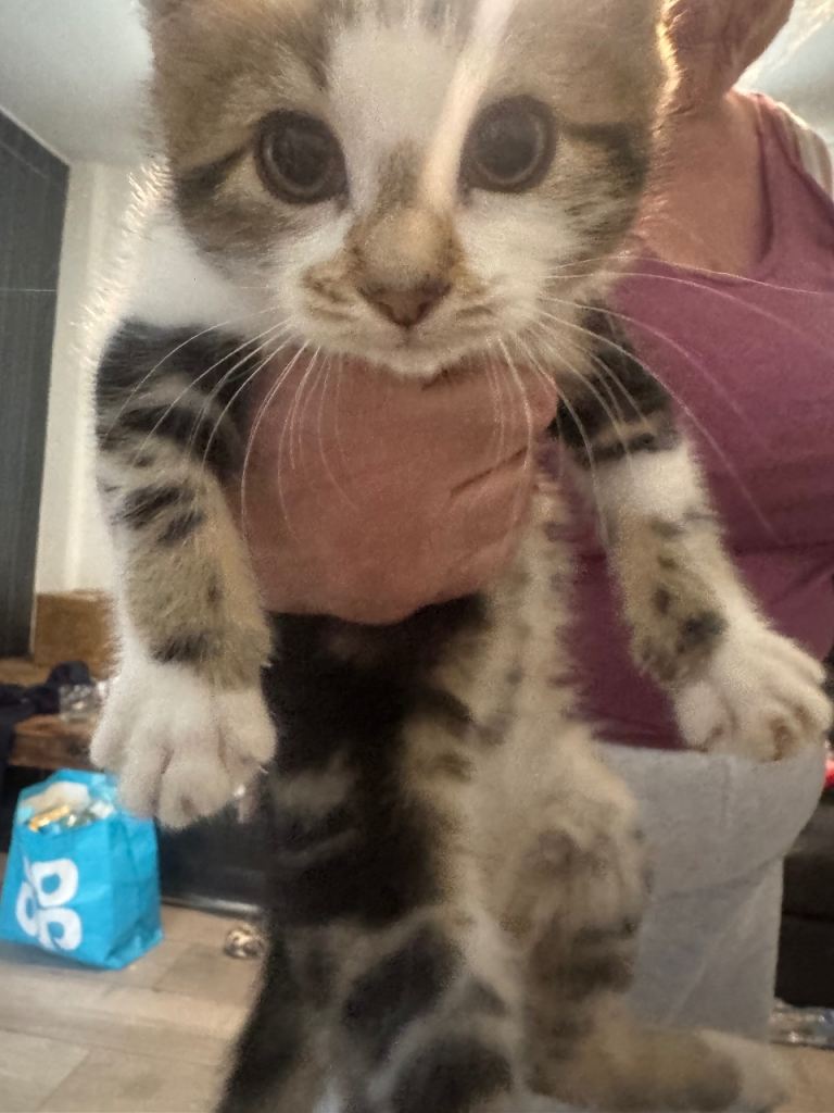 Kittens for sale 