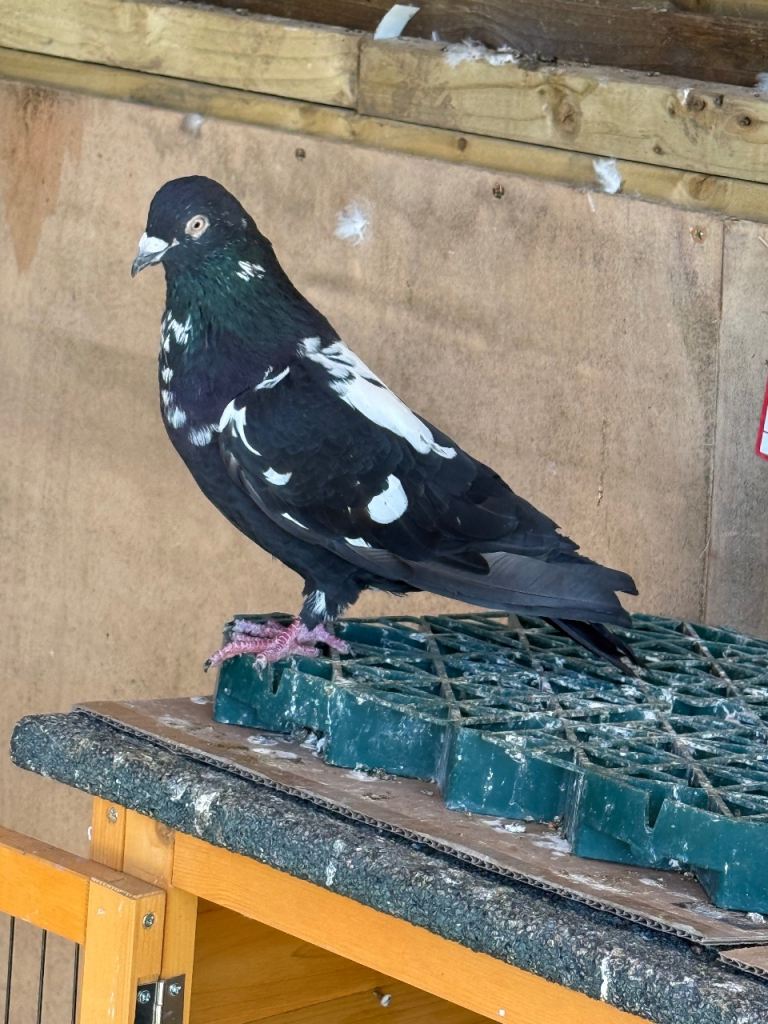Selection of Healthy Afghan Pigeons - 