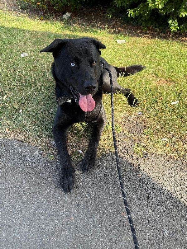 Beautiful 4.5-year-old Husky x Labrador Looking for a New Home