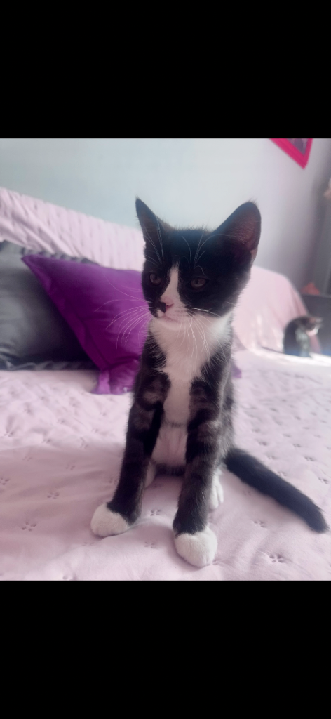 Kittens looking for home