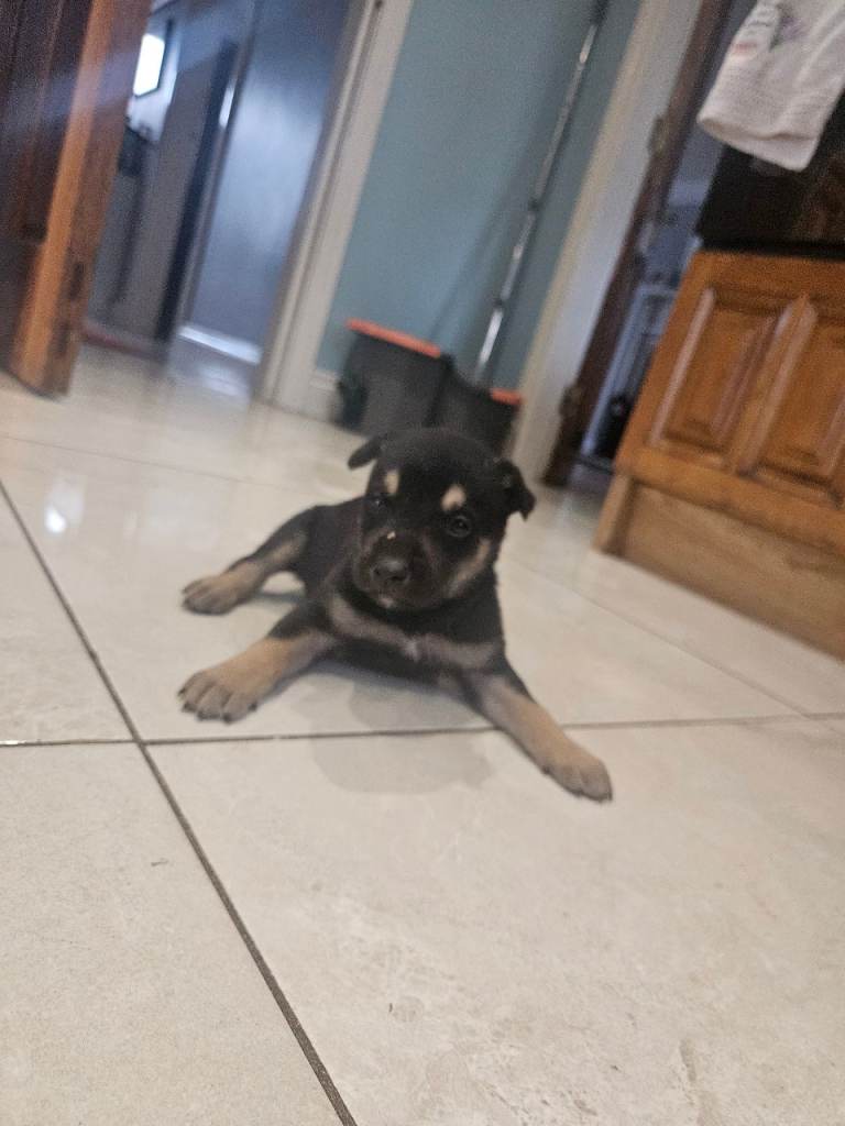 German shepherd x bully pups