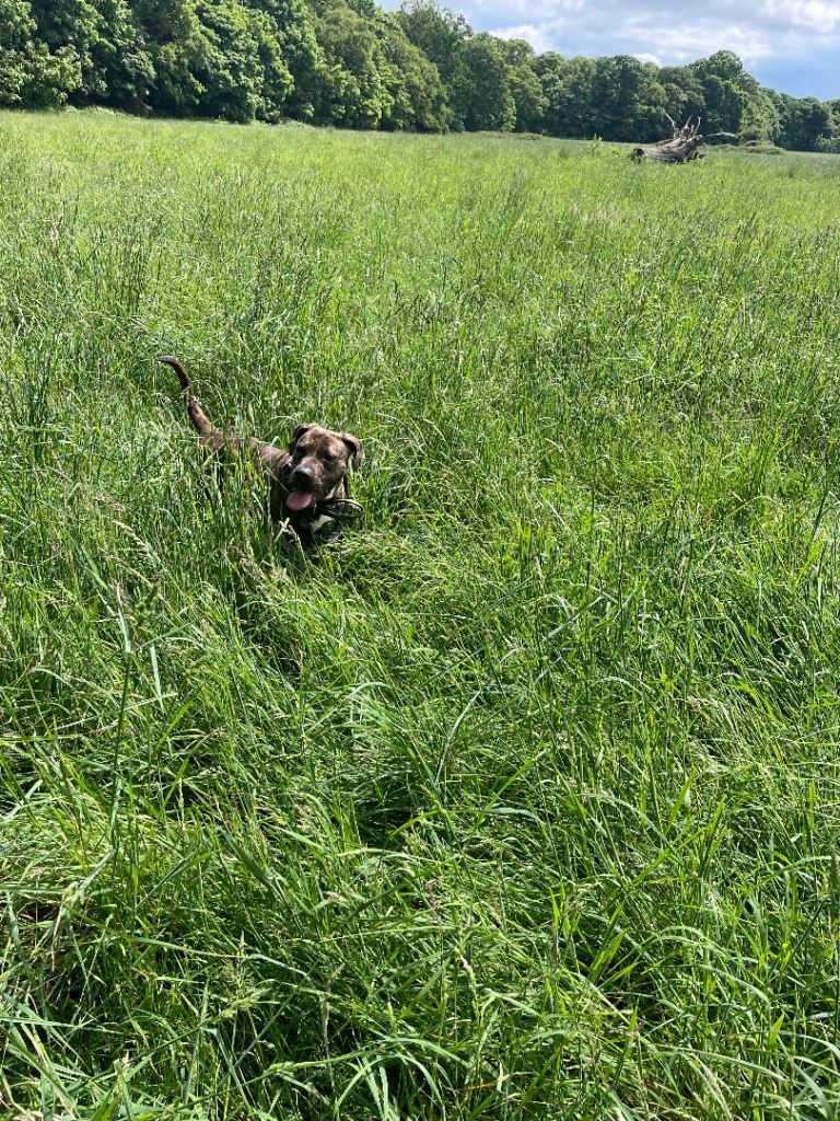 Presa canario x dogue de Bordeaux puppies 