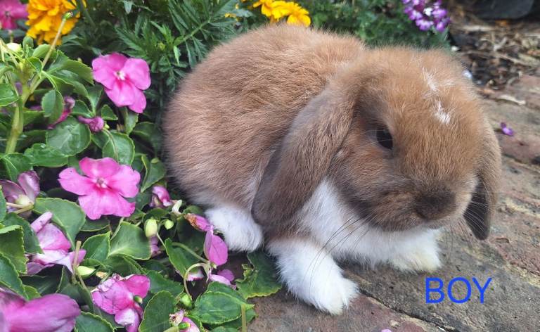 Baby Rabbits 