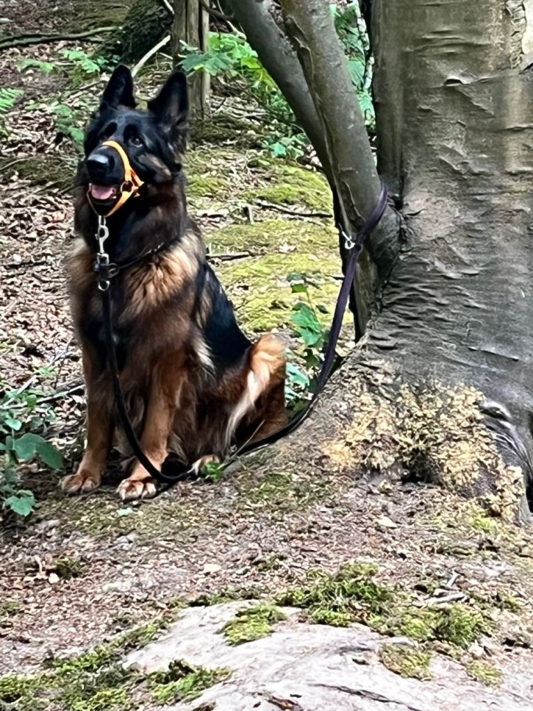 Urgent home required, Only pet essential