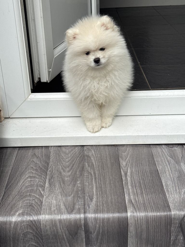 ONE STUNNING POMERANIAN BOYS