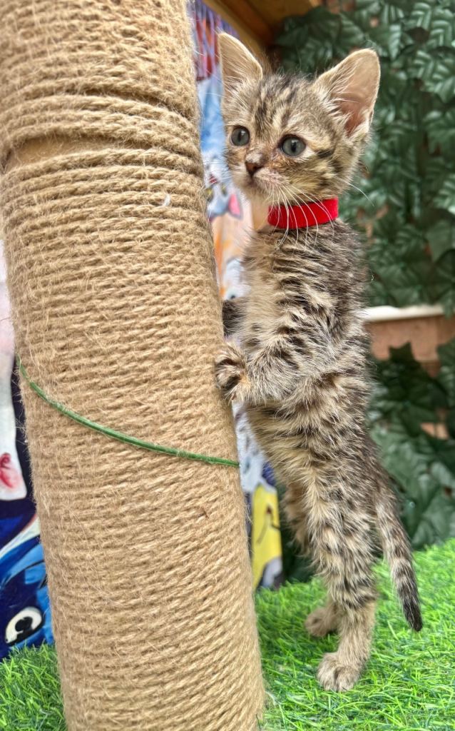 RAGDOLL MIX KITTENS 