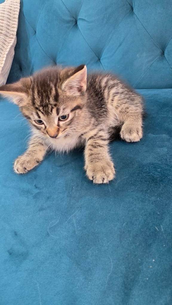Kittens for sale
